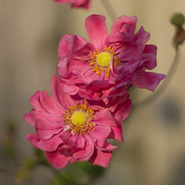Anmone du Japon rose fonc